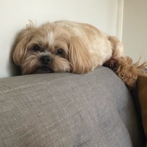 Meet your Posher, Carmen